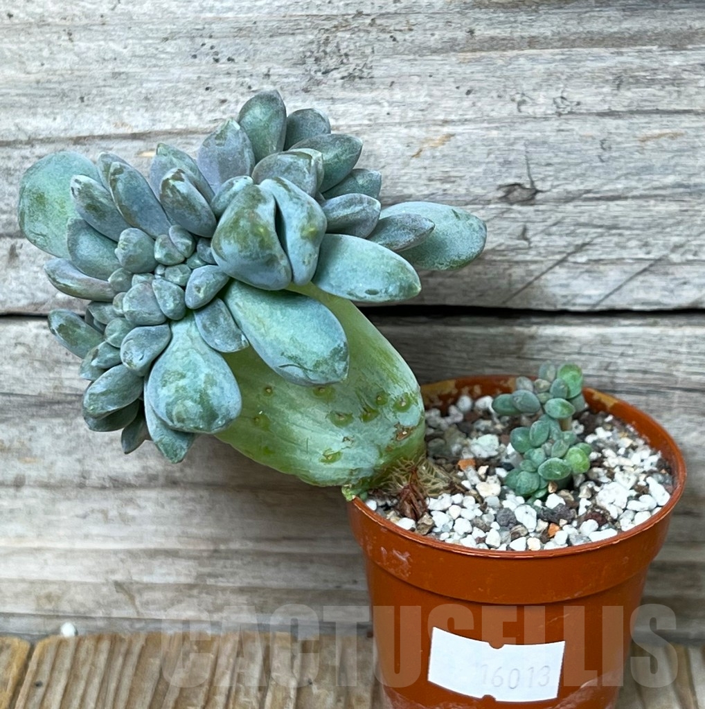 SHPR16013 Echeveria Cremneria 'Expatriata' f. cristata