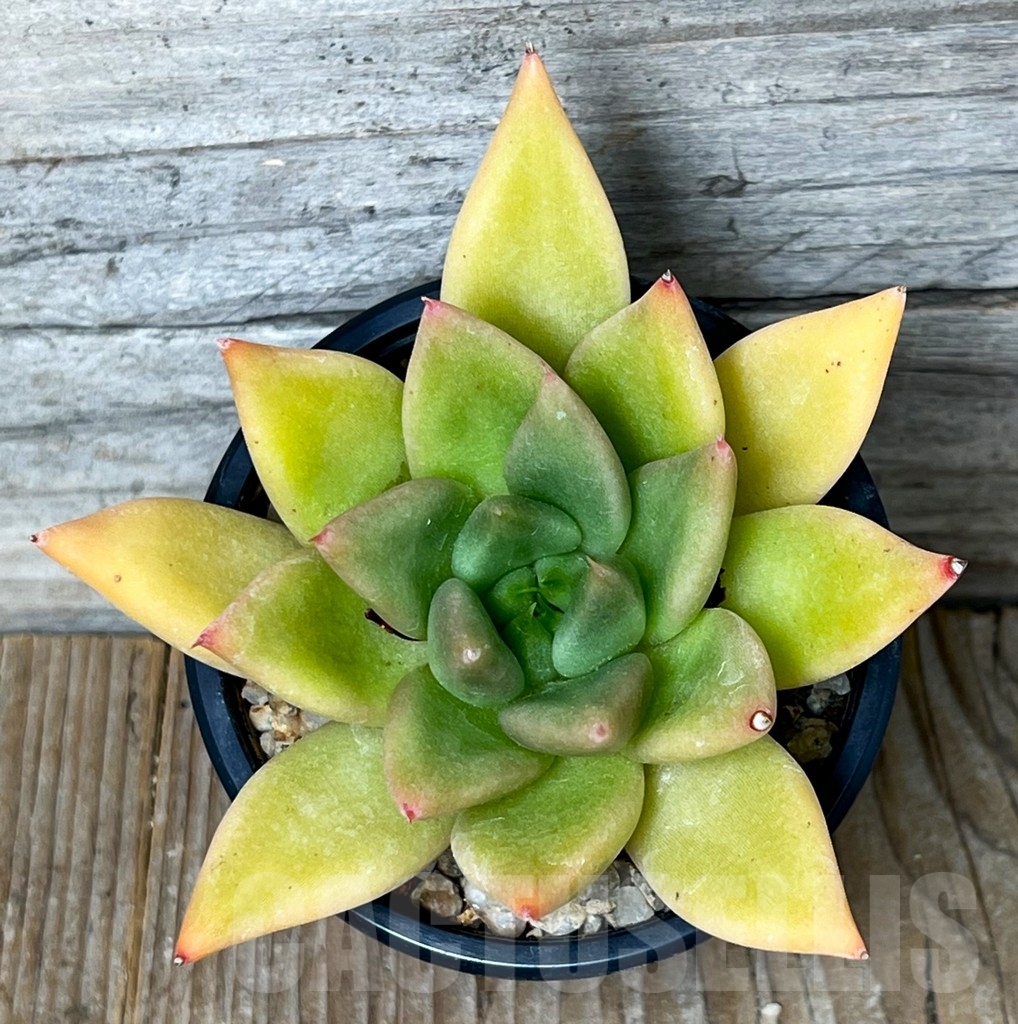 SHPR16015 Echeveria agavoides 'Lipstick' - Зображення 2