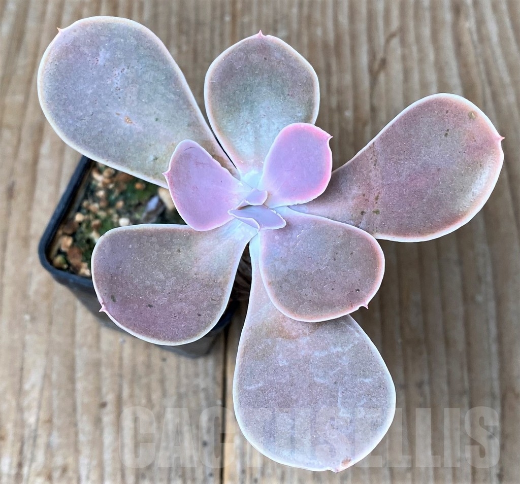 SHPR16031 Echeveria gibbiflora hybrid