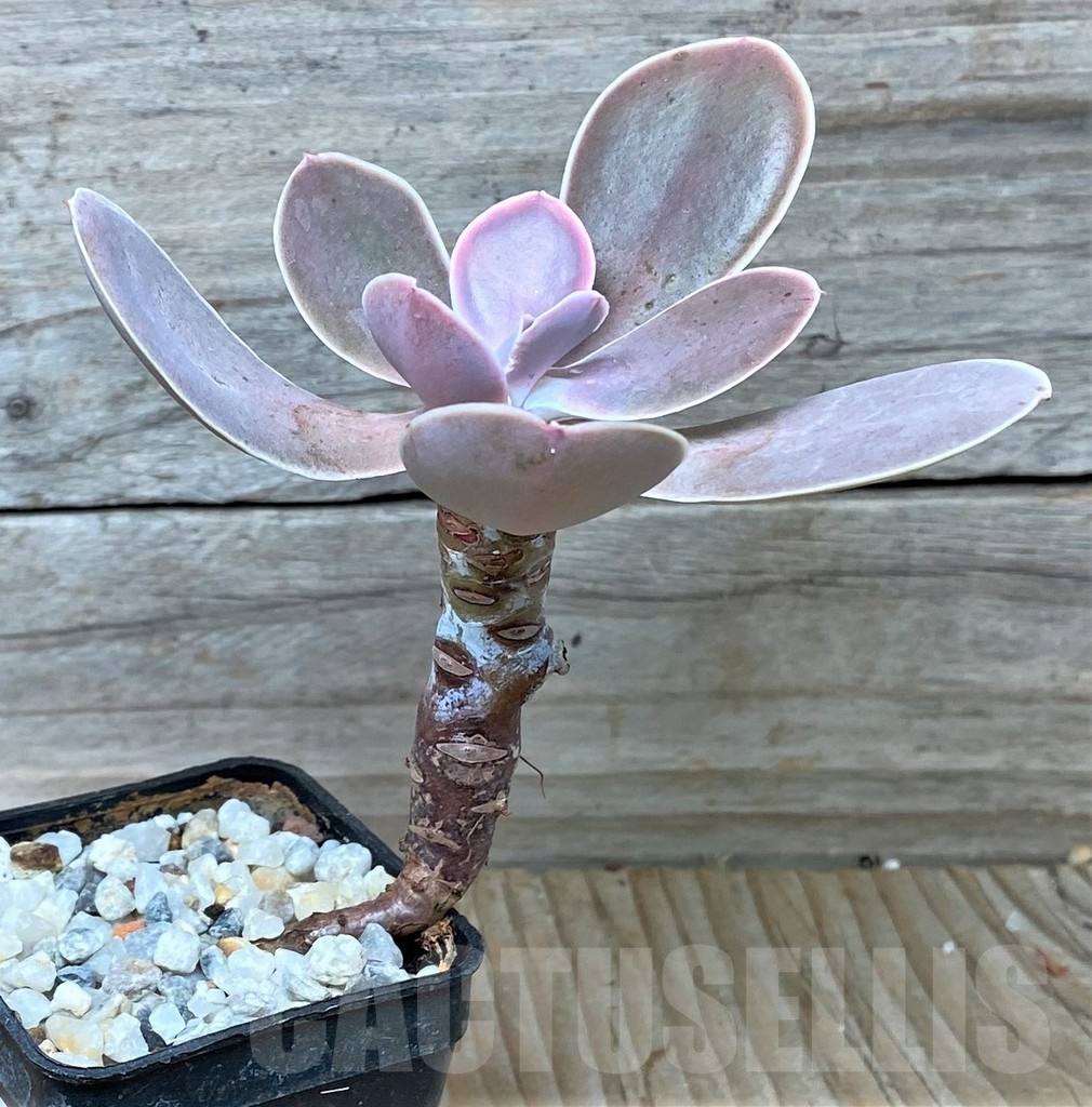 SHPR16031 Echeveria gibbiflora hybrid - immagine 2