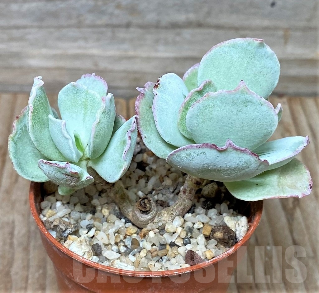 SHPR16038 Cotyledon orbiculata undulata