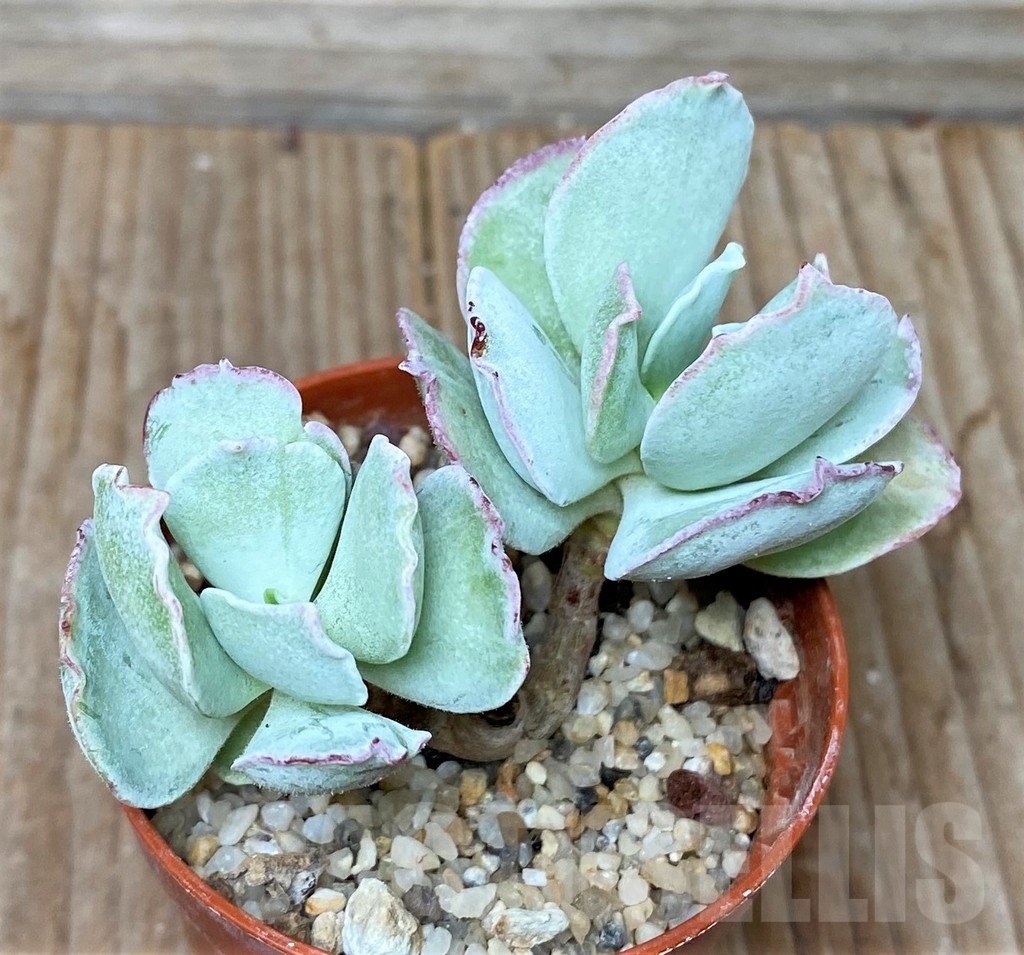 SHPR16038 Cotyledon orbiculata undulata - Image 2