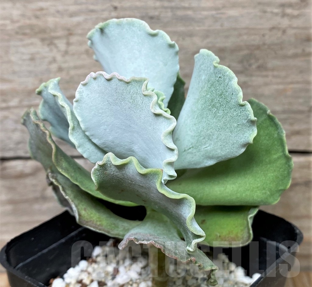 SHPR16039 Cotyledon orbiculata undulata - Image 2