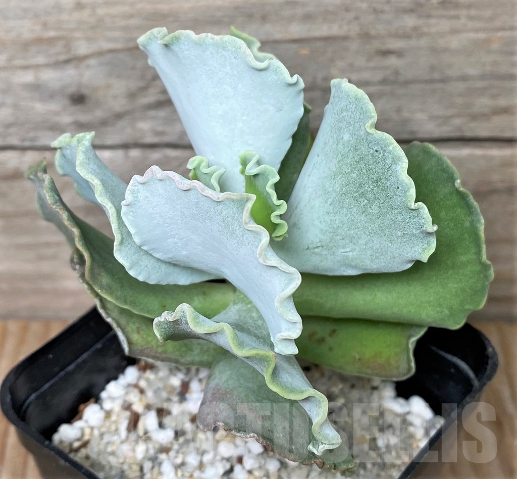 SHPR16039 Cotyledon orbiculata undulata