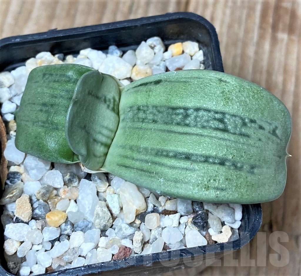 SHPR16046 Gasteria KC 98 Japan - Image 2