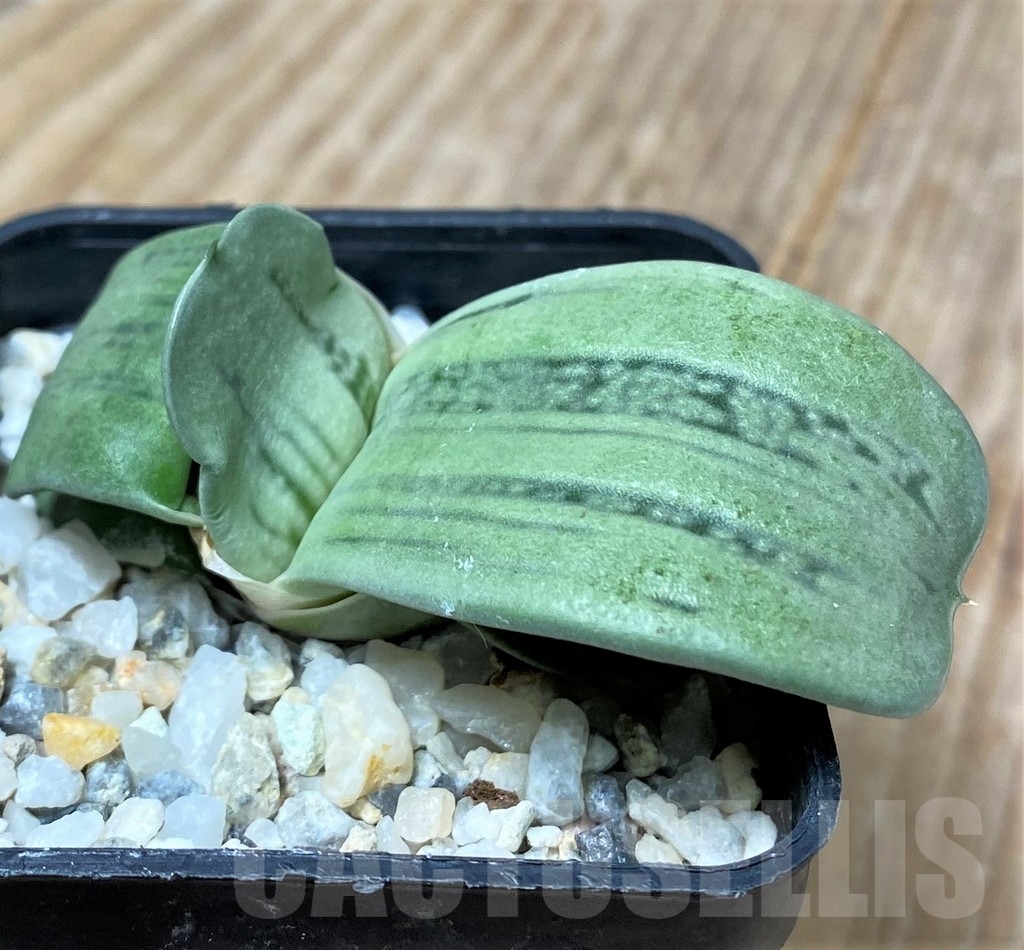 SHPR16046 Gasteria KC 98 Japan