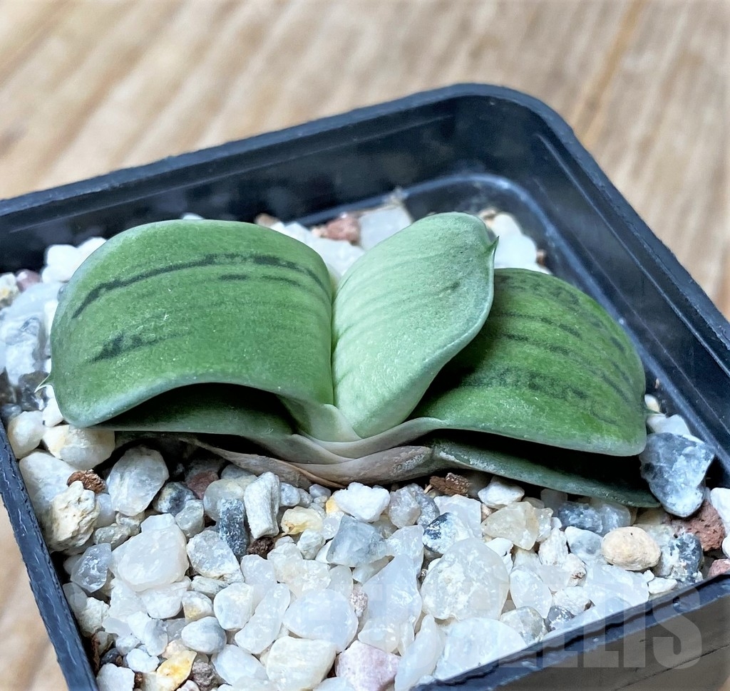 SHPR16049 Gasteria KC 98 Japan - Obrázek 2