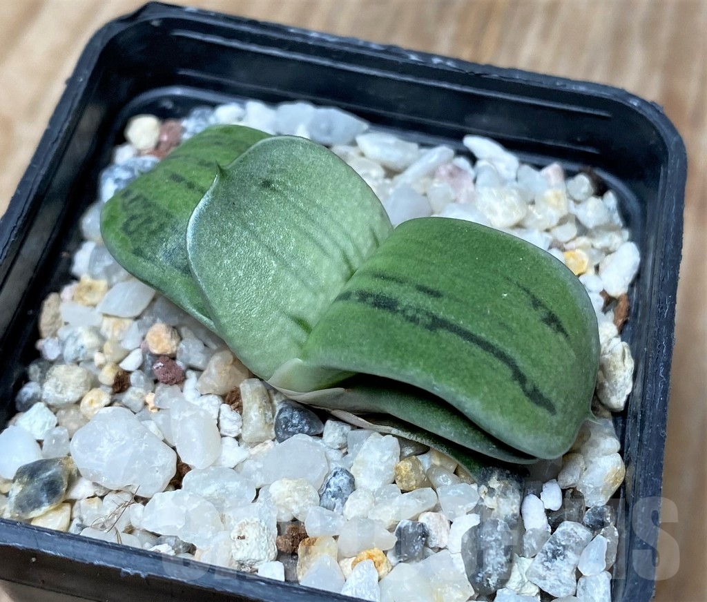 SHPR16049 Gasteria KC 98 Japan