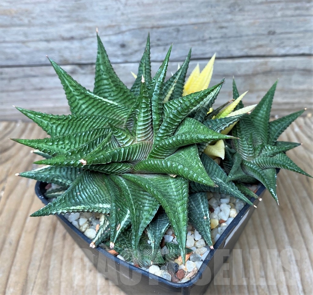 SHPR16051 Haworthia limifolia f. variegata - immagine 2