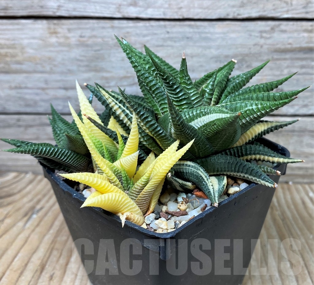 SHPR16051 Haworthia limifolia f. variegata - immagine 3