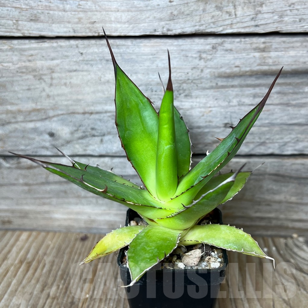 SHPR16073 Agave horrida ssp. horrida