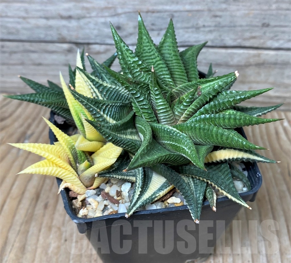 SHPR16051 Haworthia limifolia f. variegata