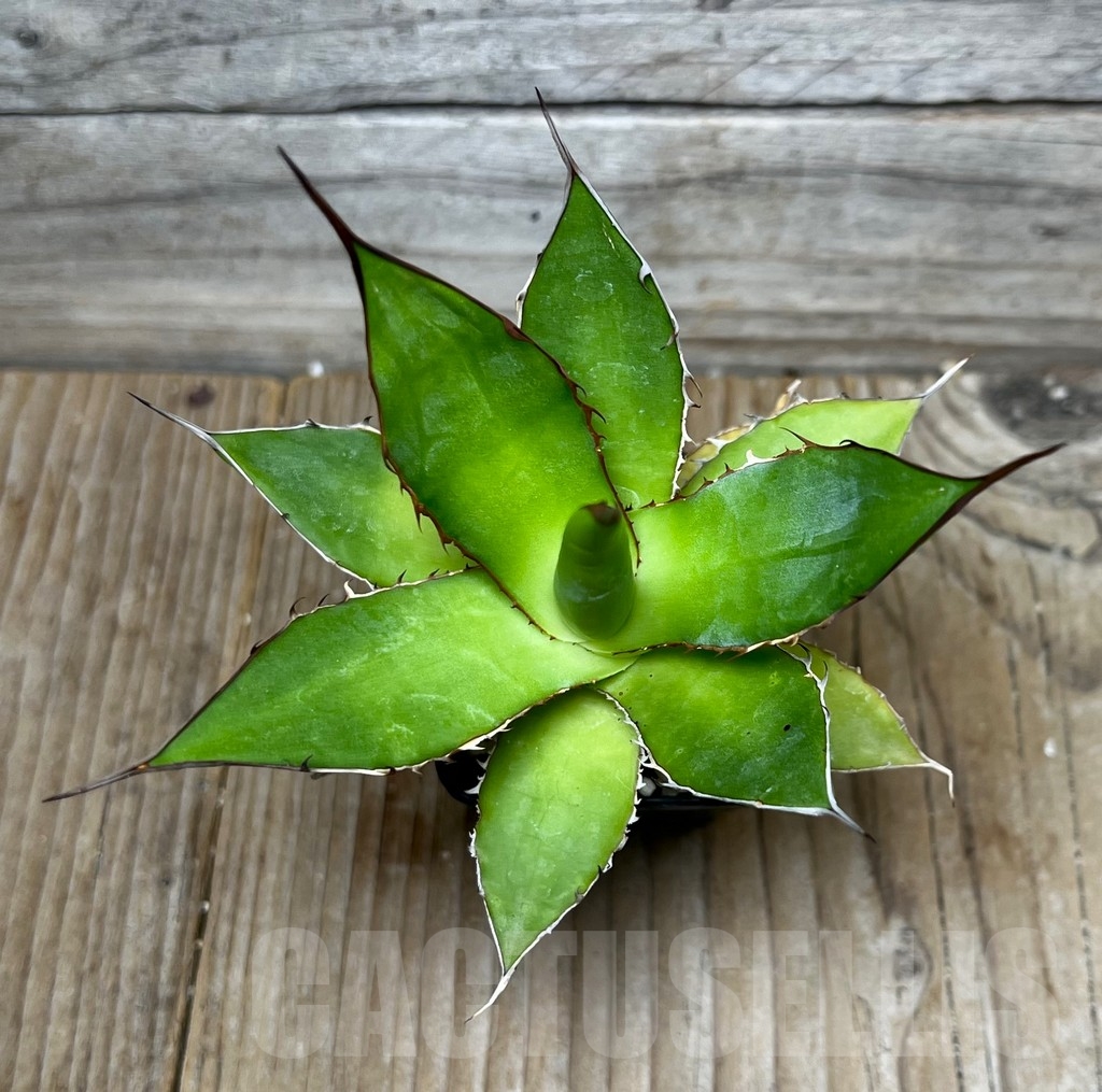 SHPR16073 Agave horrida ssp. horrida - Image 2