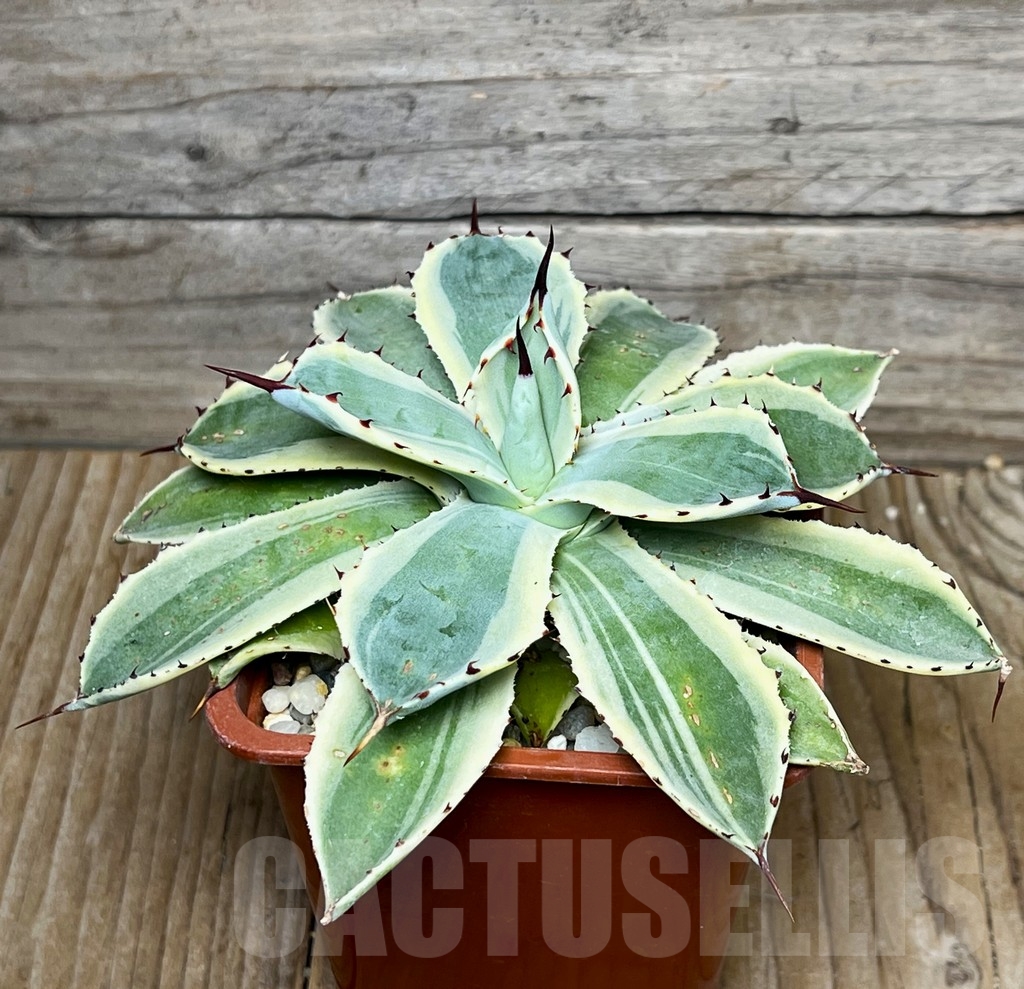 SHPR16074 Agave potatorum 'Kichiokan' - Image 2