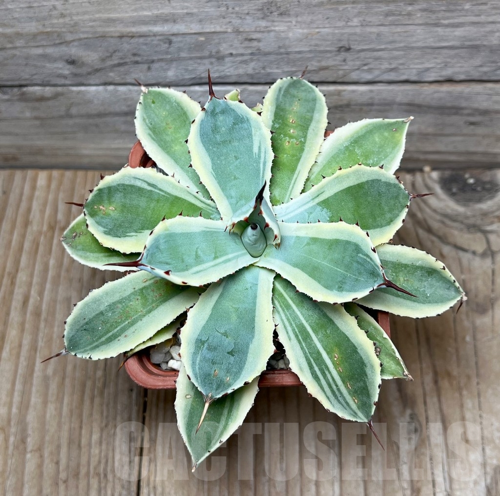 SHPR16074 Agave potatorum 'Kichiokan'