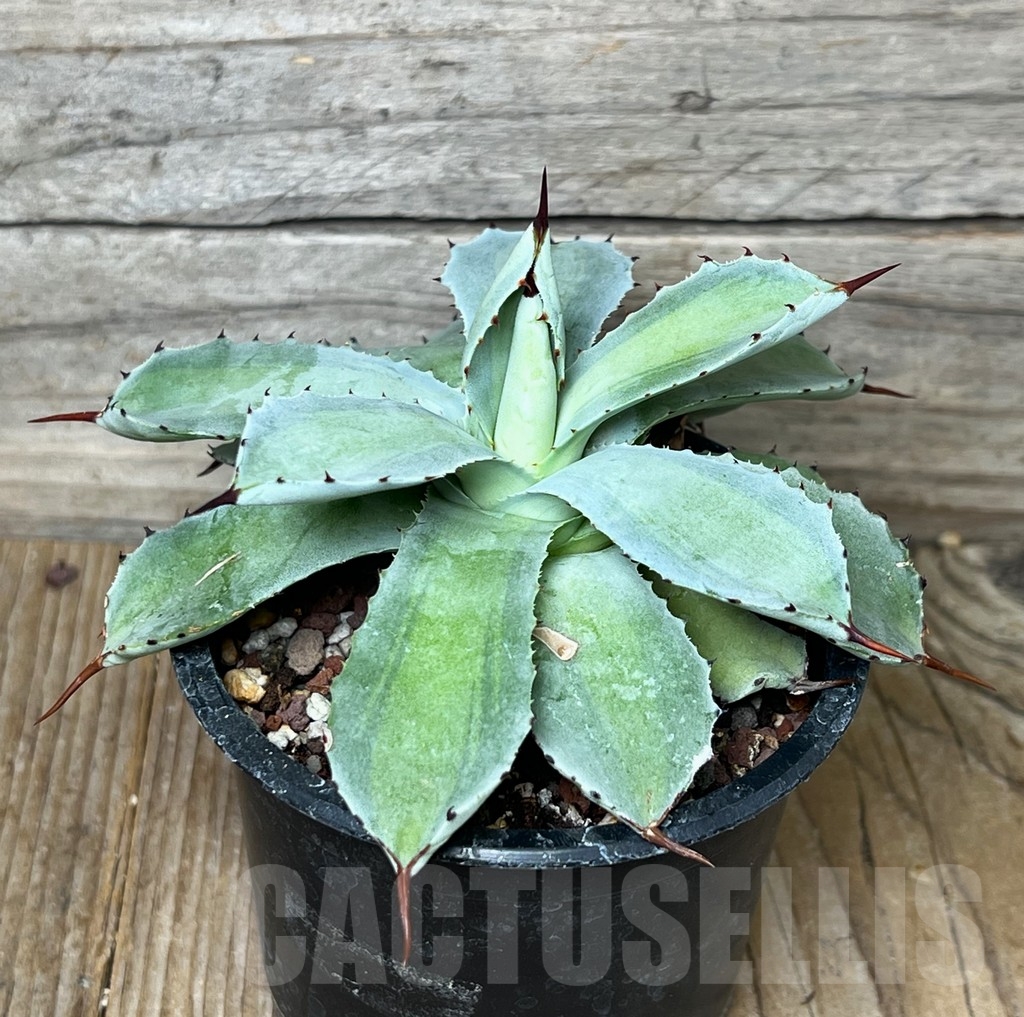 SHPR16076 Agave potatorum 'Lime Green' - Image 2