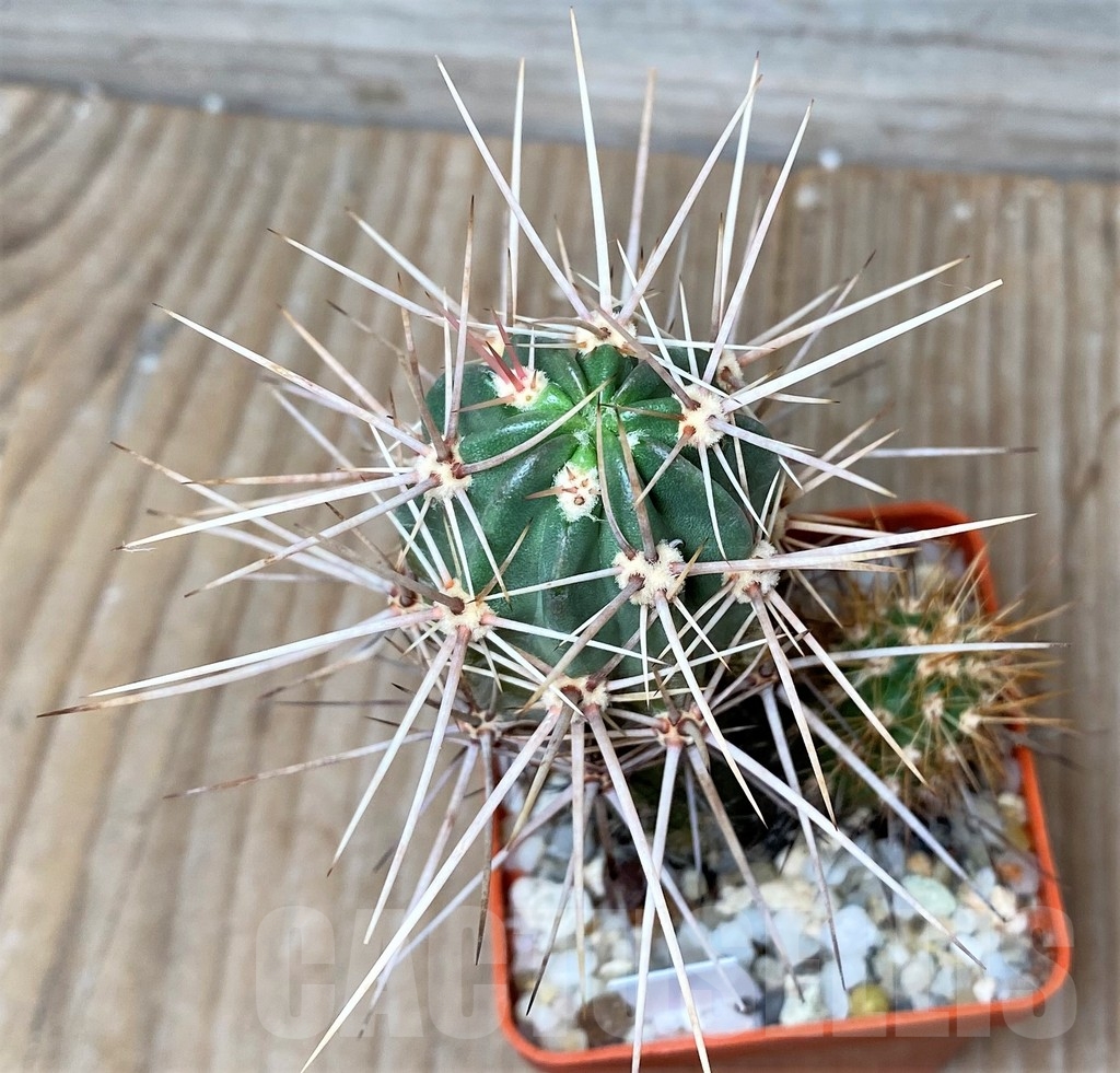 SHPR16057 Echinocereus hancockii, grafted