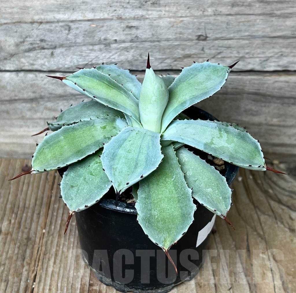 SHPR16076 Agave potatorum 'Lime Green' - Image 3