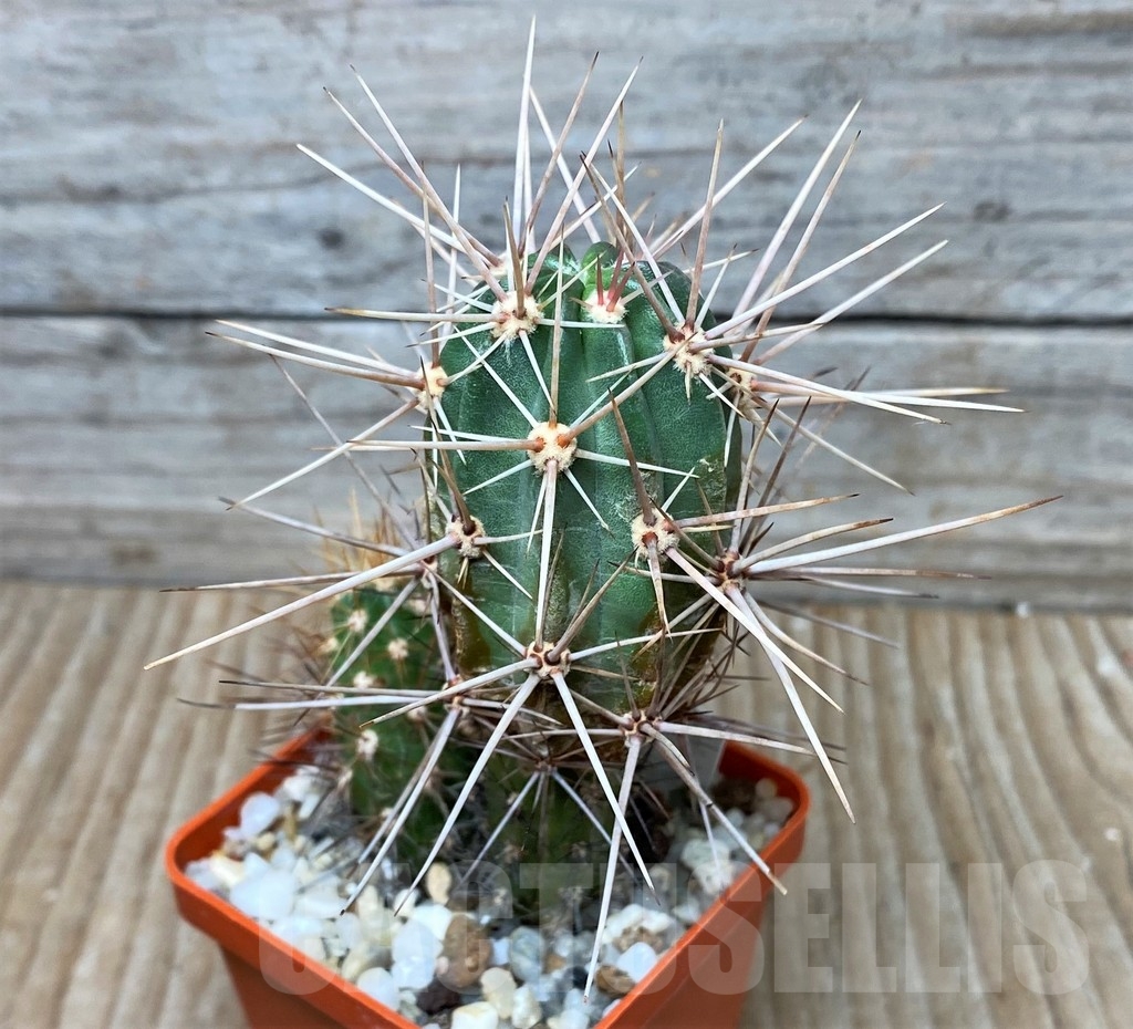 SHPR16057 Echinocereus hancockii, grafted - Imagen 2