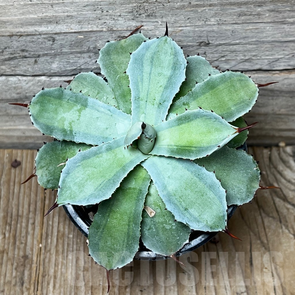 SHPR16076 Agave potatorum 'Lime Green'