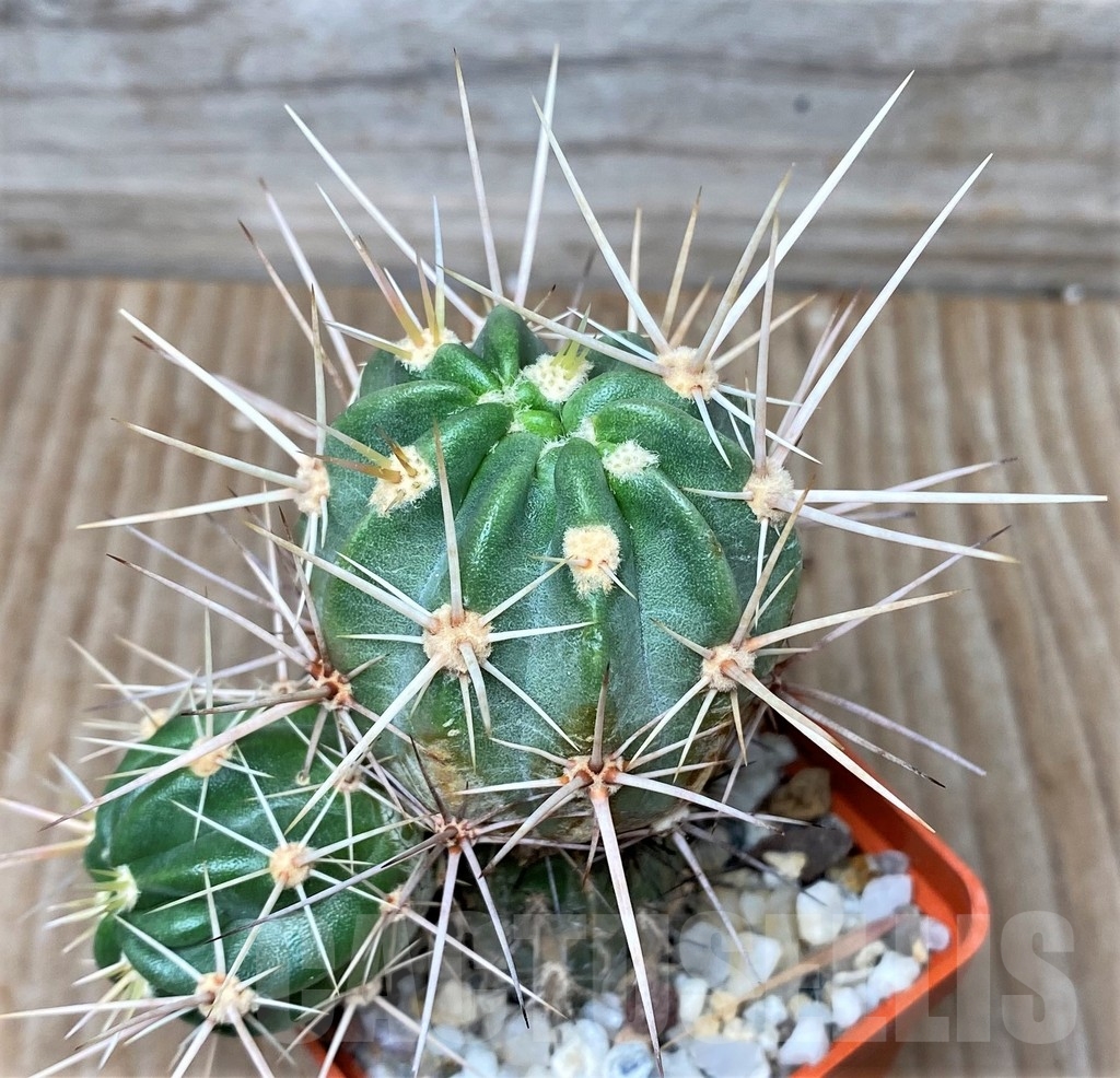 SHPR16058 Echinocereus hancockii, grafted