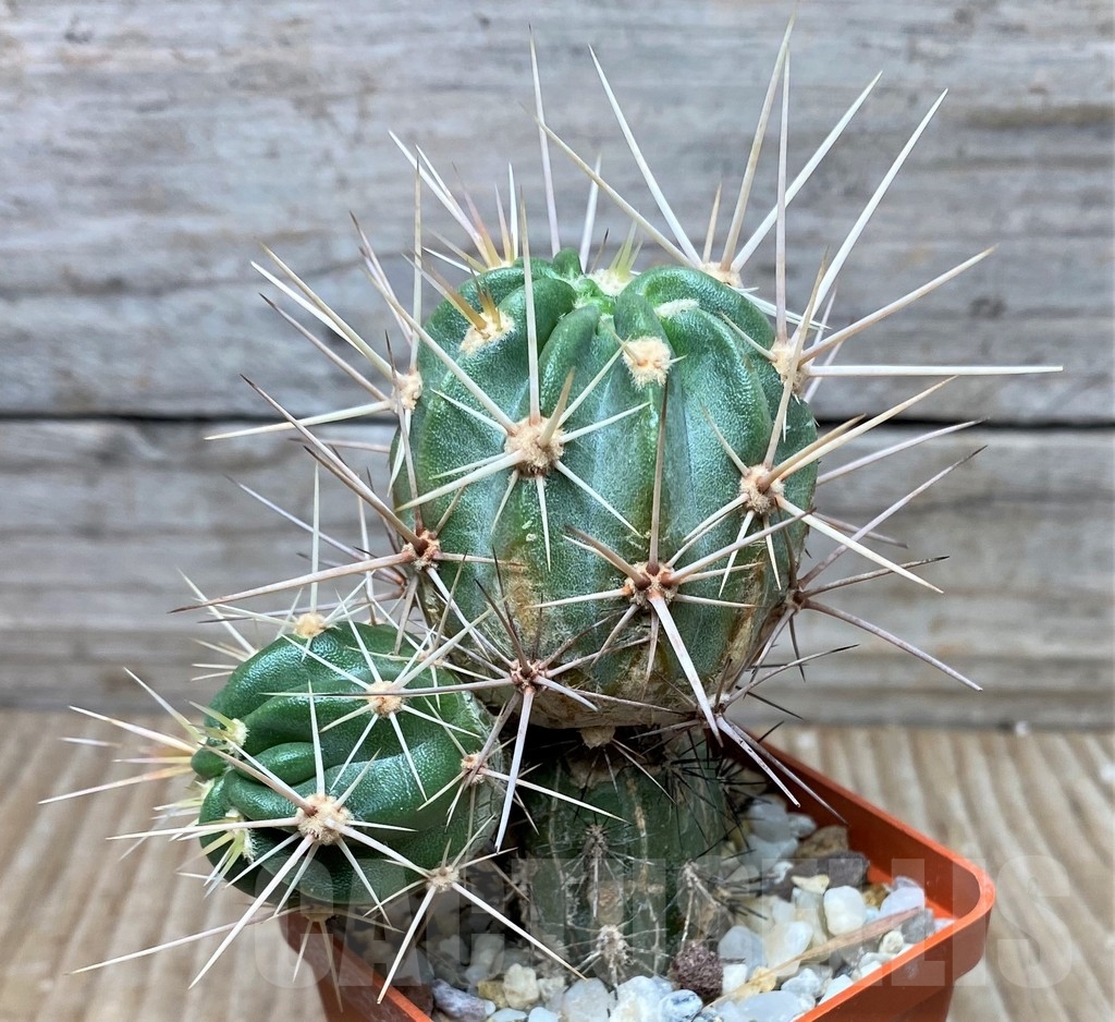 SHPR16058 Echinocereus hancockii, grafted - Imagen 2