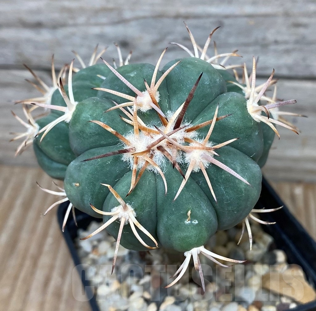SHPR16060 Echinocactus horizonthalonius, grafted