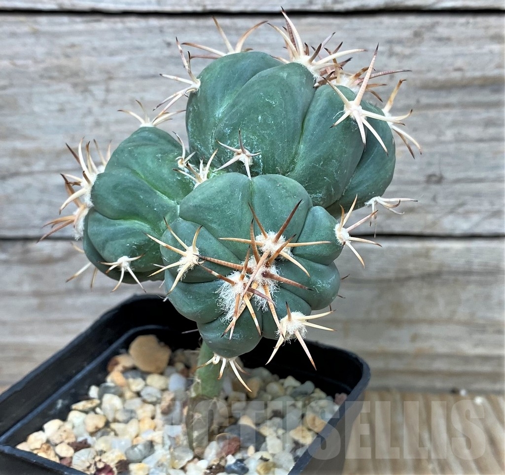 SHPR16060 Echinocactus horizonthalonius, grafted - Image 2