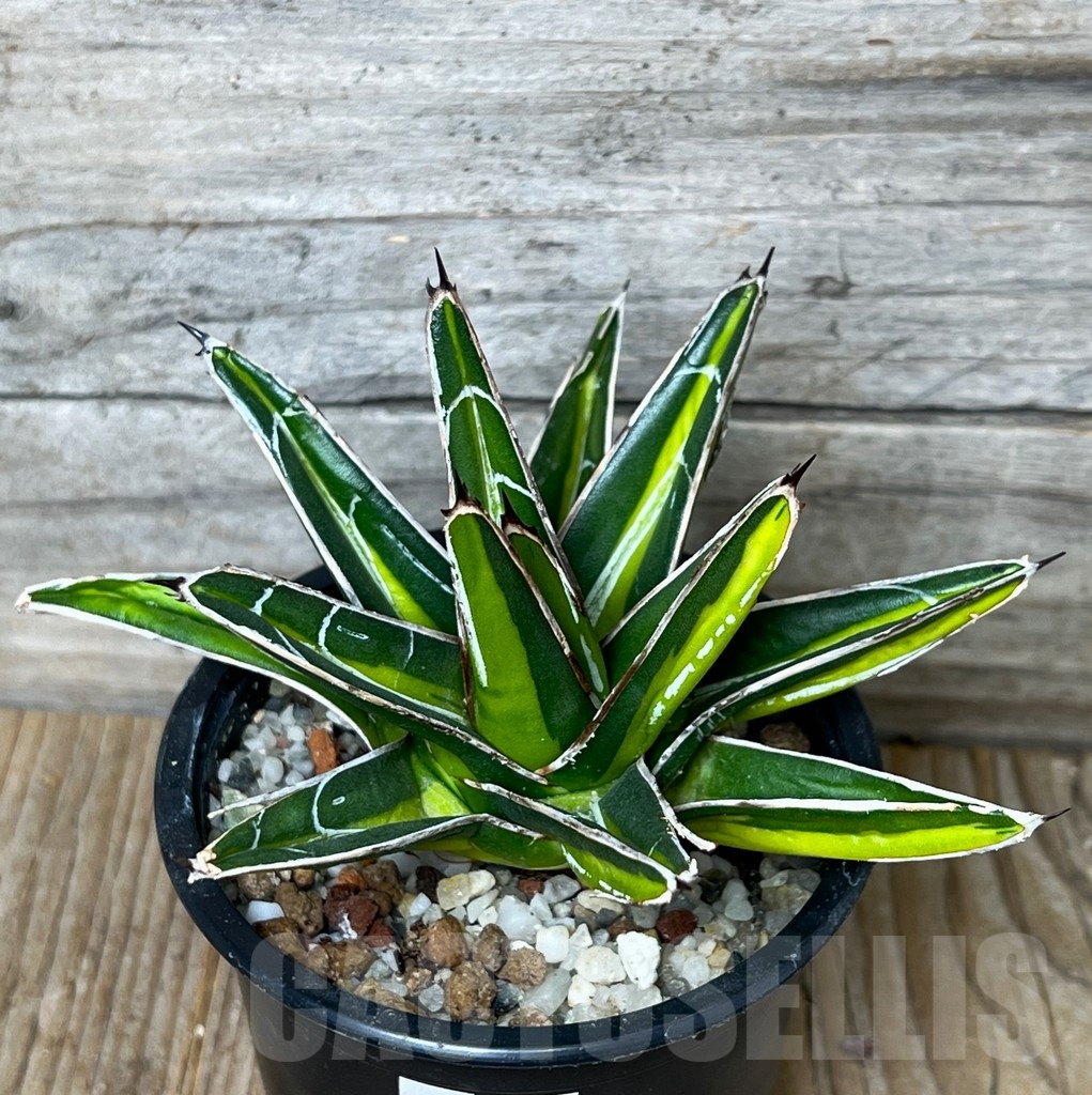 SHPR16078 Agave nickelsiae f. variegata - 画像 (2)