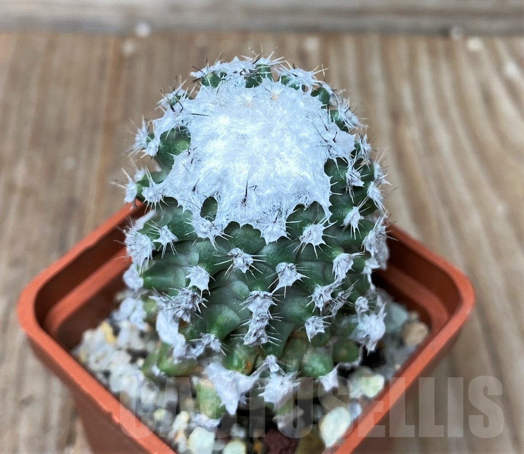 SHPR16061 Pediocactus winkleri RP 132, grafted -W Wayne Co-