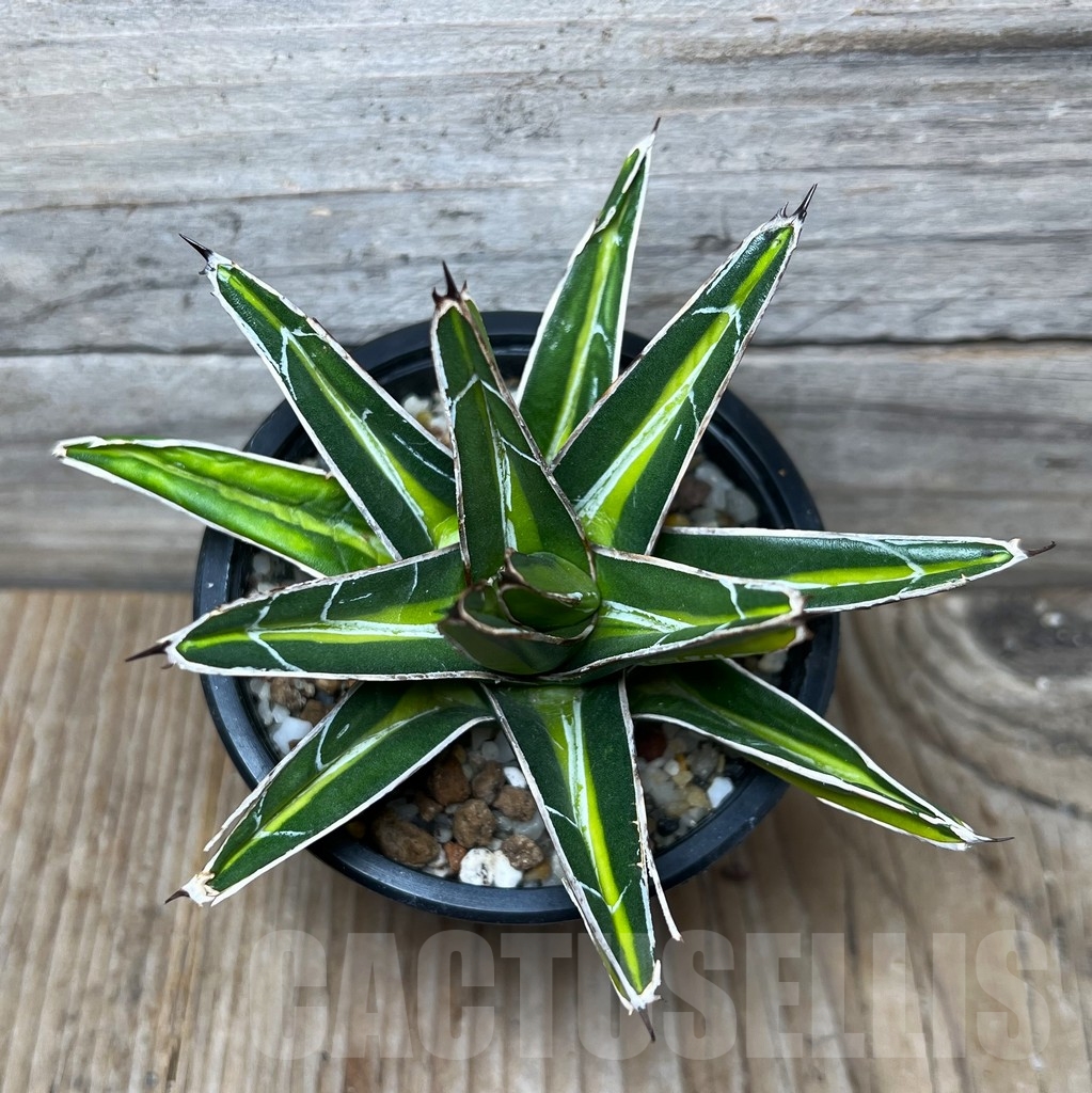 SHPR16078 Agave nickelsiae f. variegata