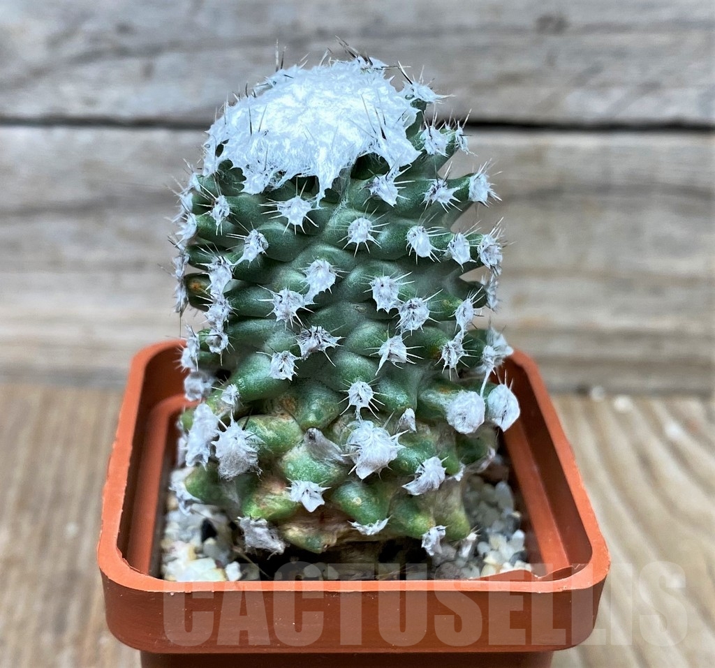 SHPR16061 Pediocactus winkleri RP 132, grafted -W Wayne Co- - Obrázek 2