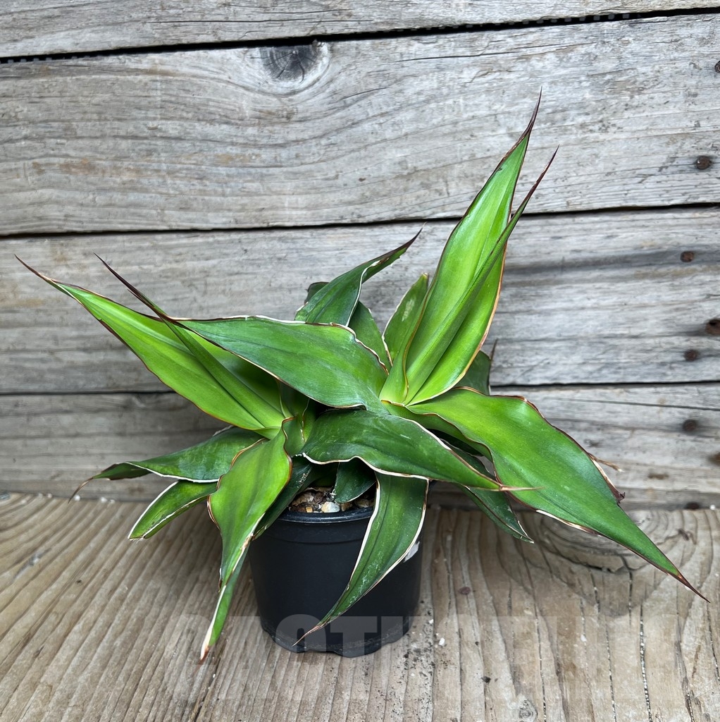 SHPR16080 Agave chazaroi