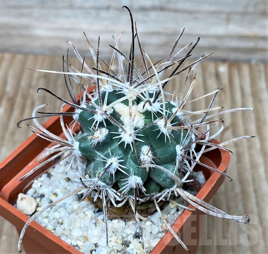 SHPR16063 Sclerocactus spinosior ssp. blainei SB 1540, grafted