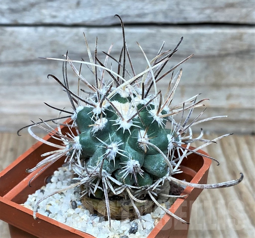 SHPR16063 Sclerocactus spinosior ssp. blainei SB 1540, grafted - immagine 2