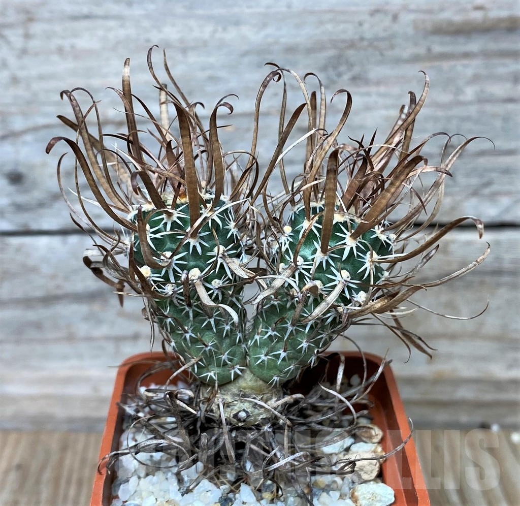 SHPR16064 Toumeya papyracantha FH 083, grafted