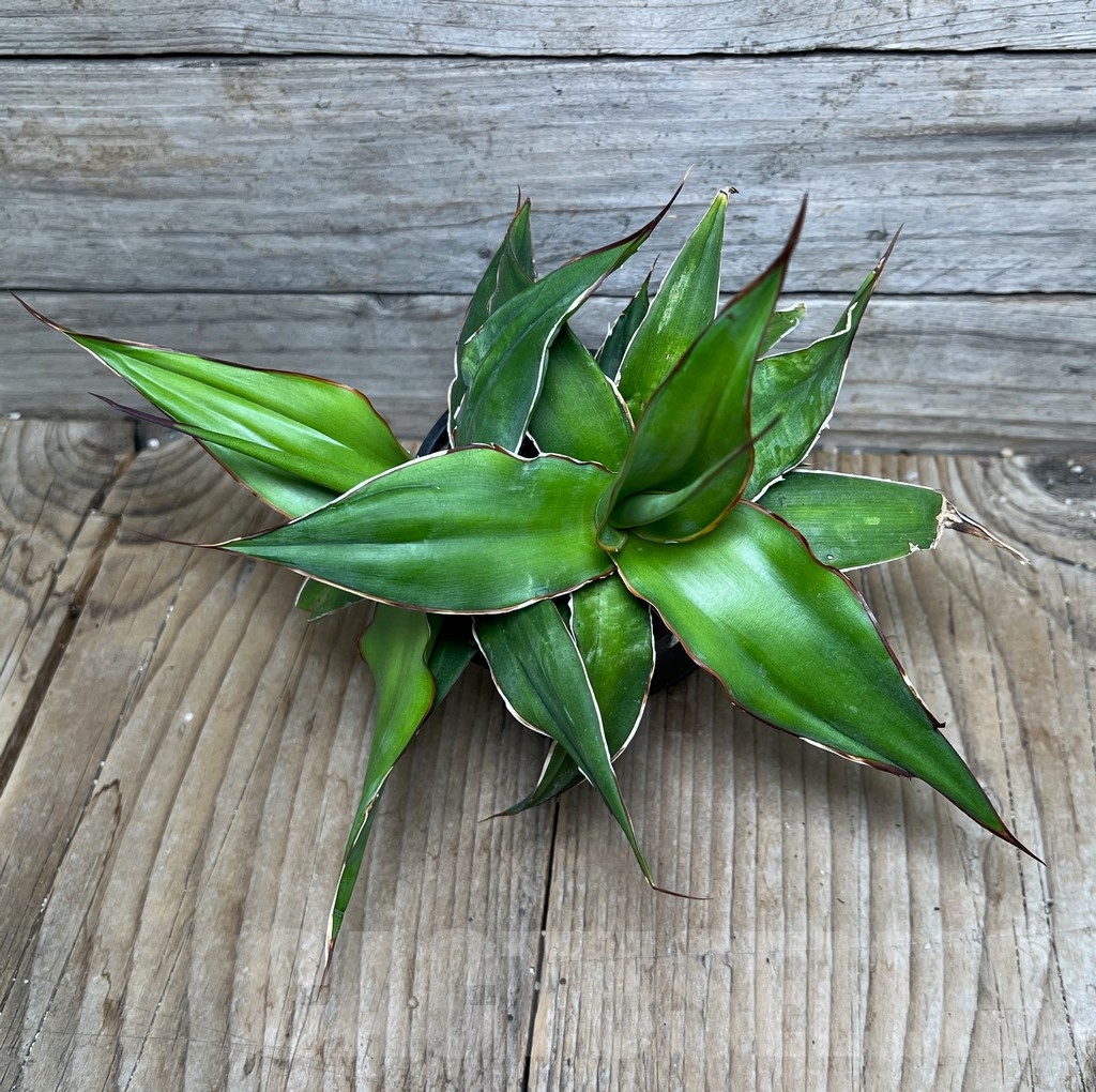 SHPR16080 Agave chazaroi - immagine 2