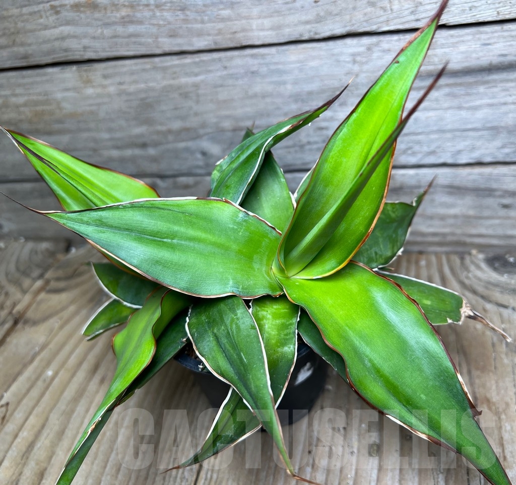 SHPR16080 Agave chazaroi - immagine 3