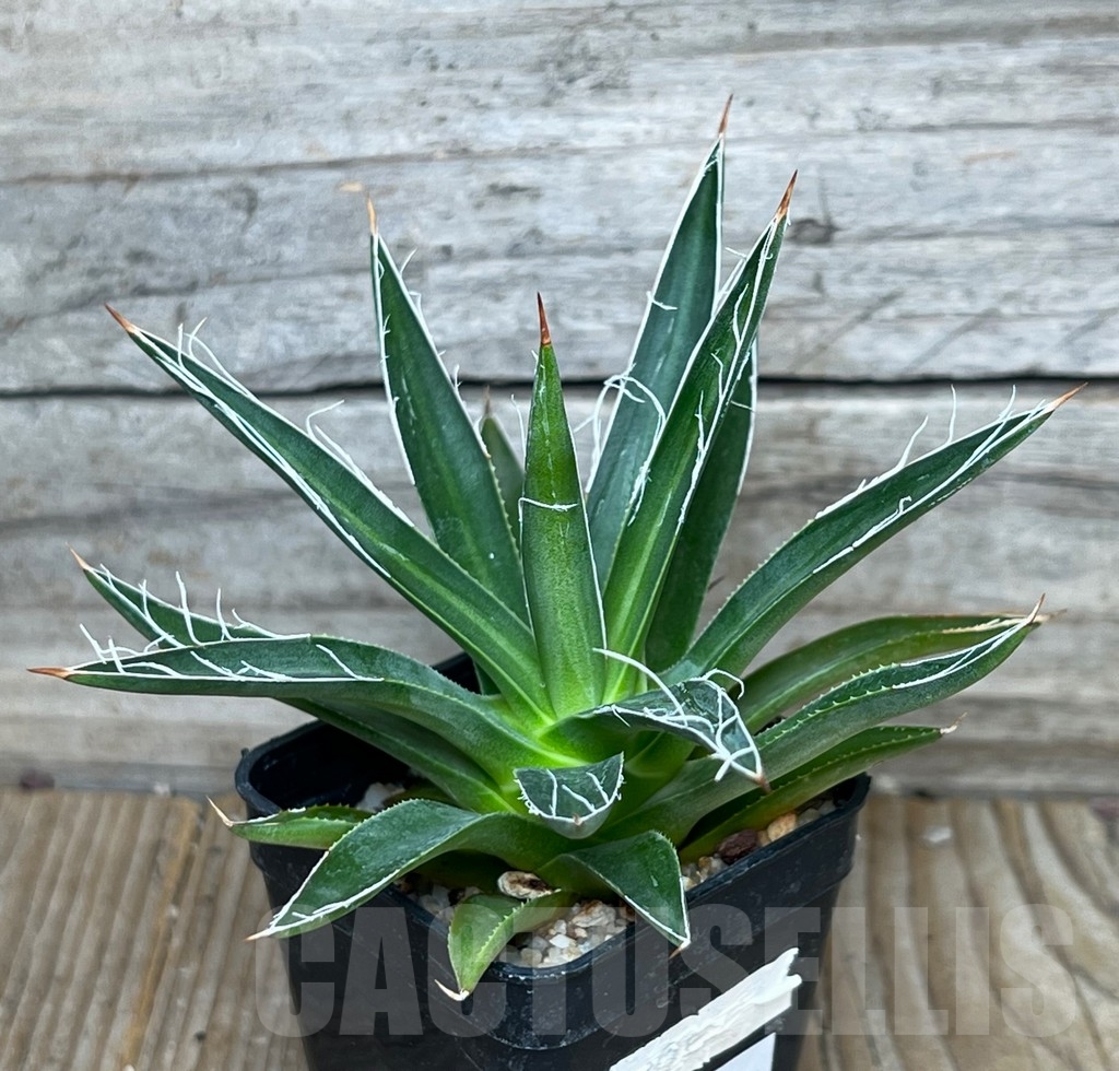 SHPR16084 Agave multifilifera