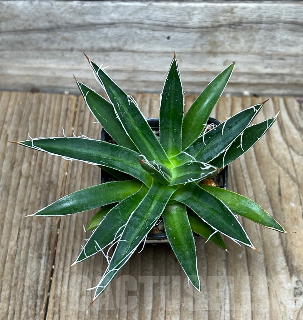 SHPR16084 Agave multifilifera - Image 2