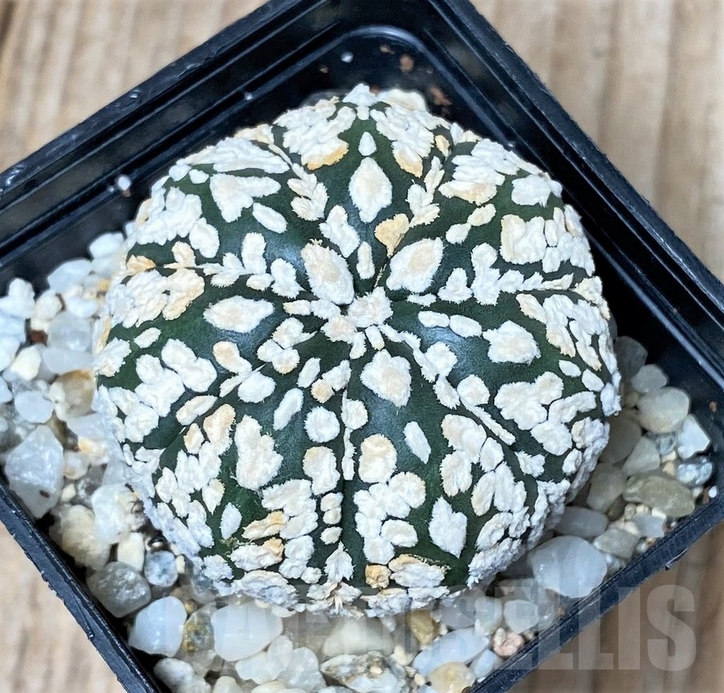 SHPR9977 Astrophytum asterias 'Super Kabuto' V-type