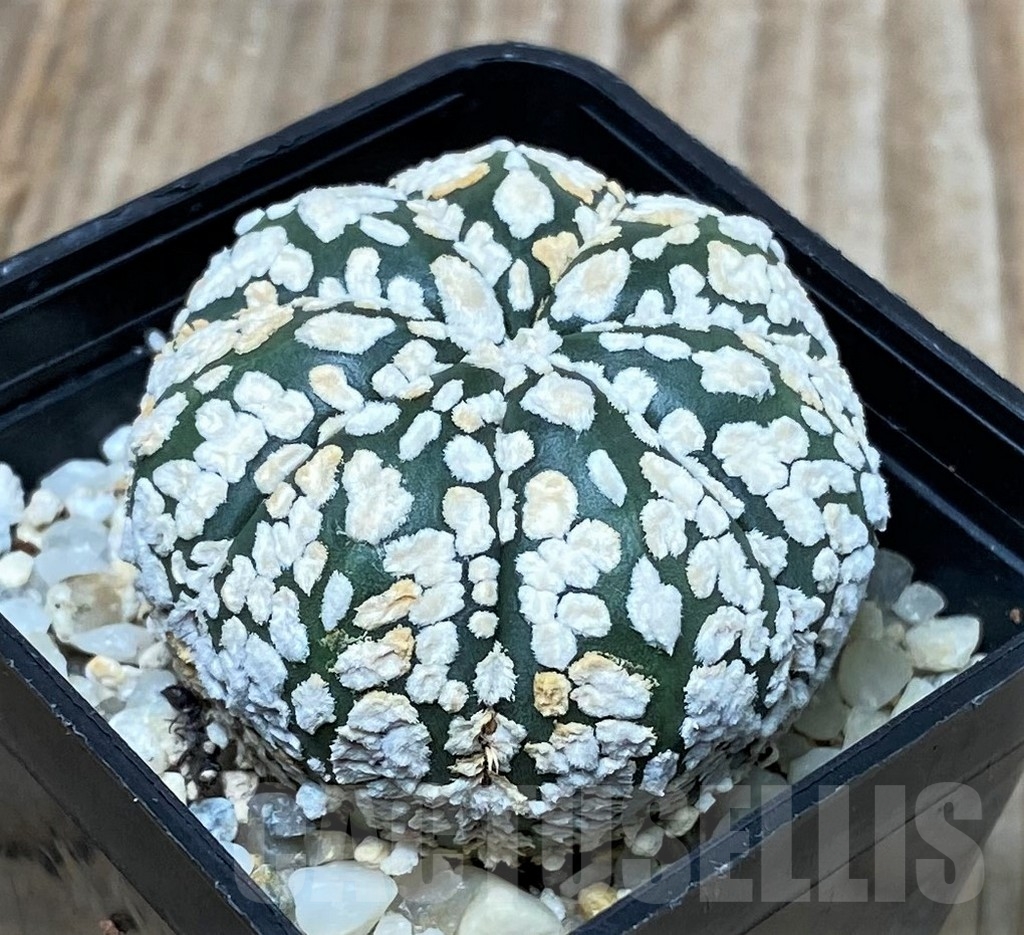 SHPR9977 Astrophytum asterias 'Super Kabuto' V-type - Image 2