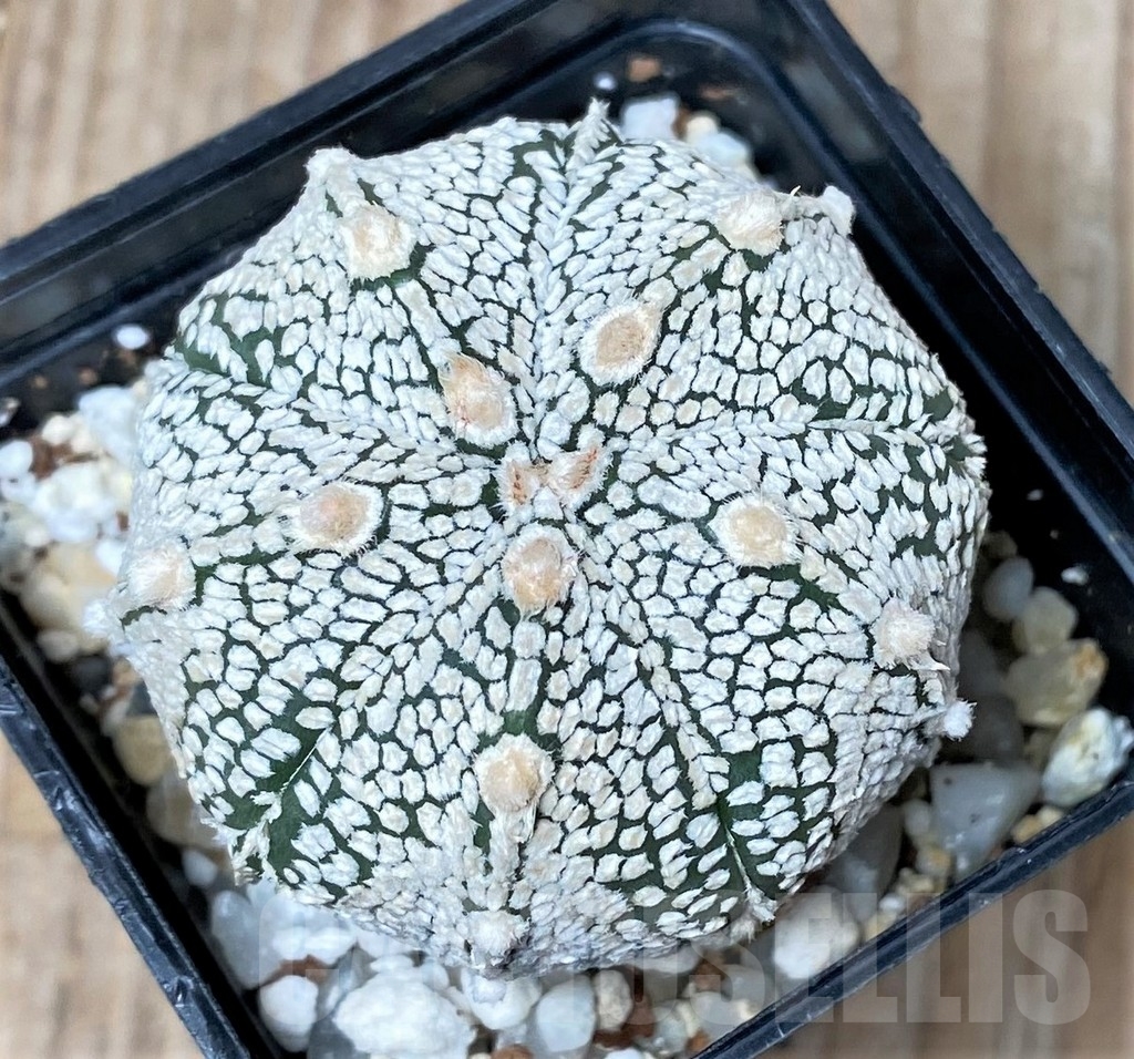 SHPR9978 Astrophytum asterias 'Super Kabuto'