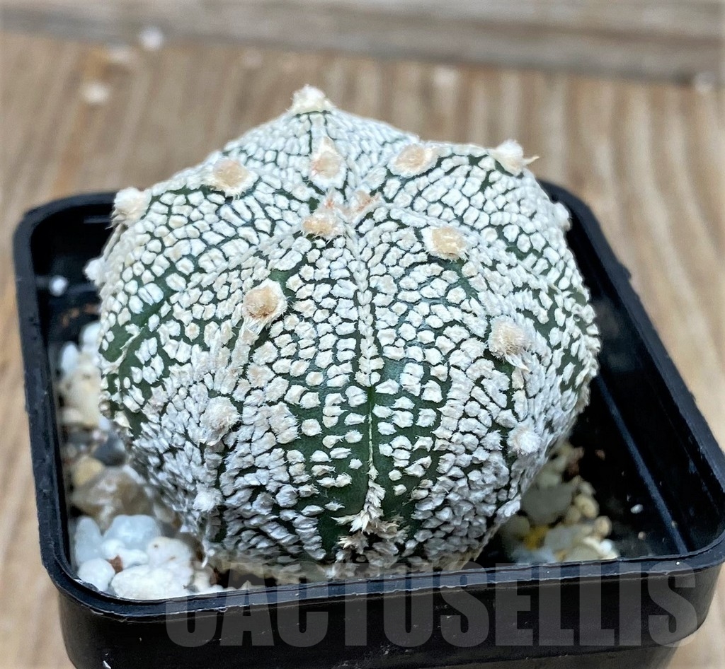 SHPR9978 Astrophytum asterias 'Super Kabuto' - Image 2