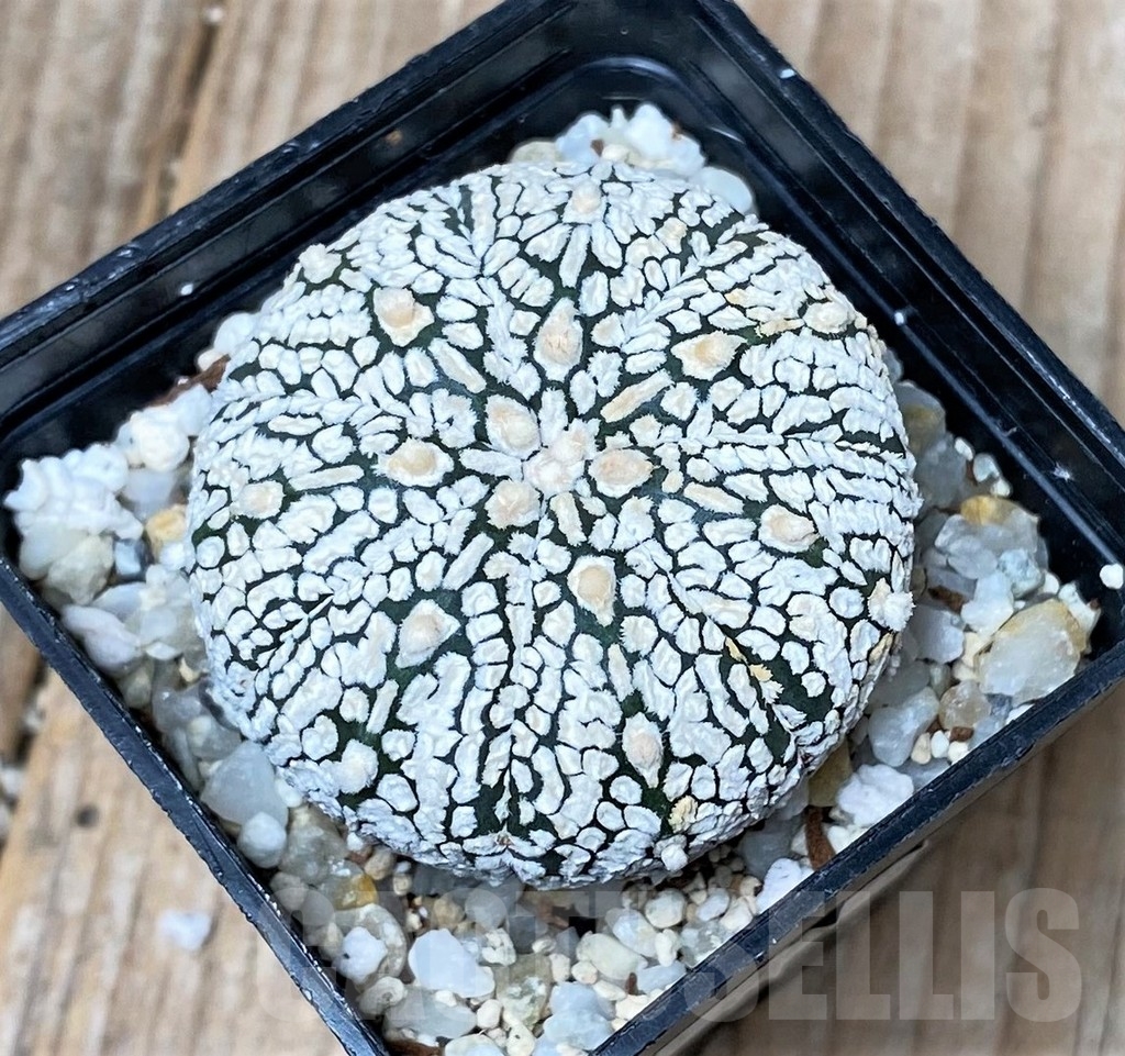 SHPR9979 Astrophytum asterias 'Super Kabuto'