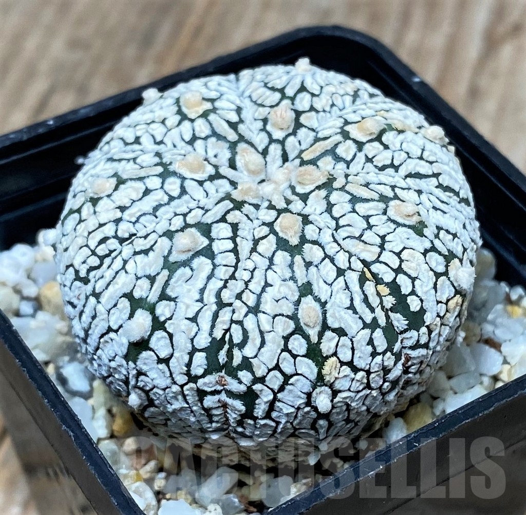 SHPR9979 Astrophytum asterias 'Super Kabuto' - Image 2