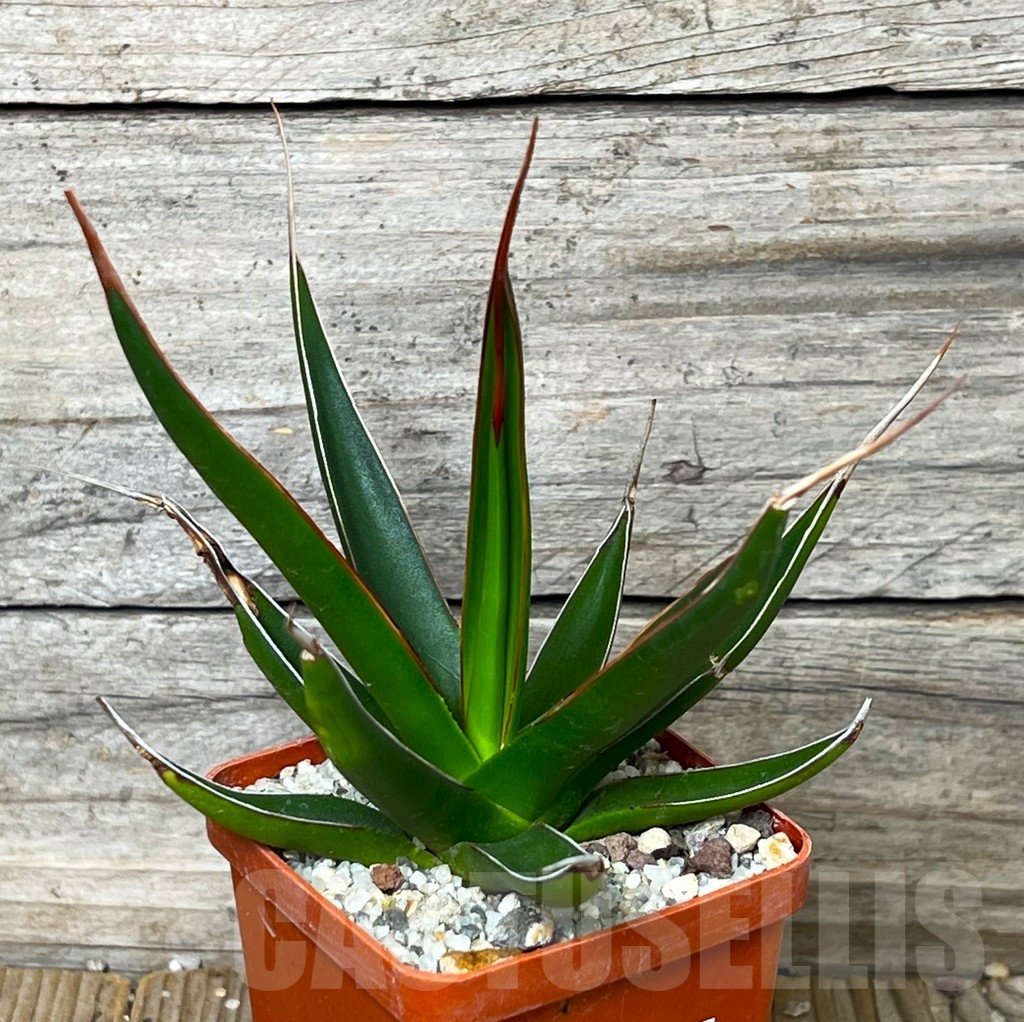 SHPR16088 Agave pelona