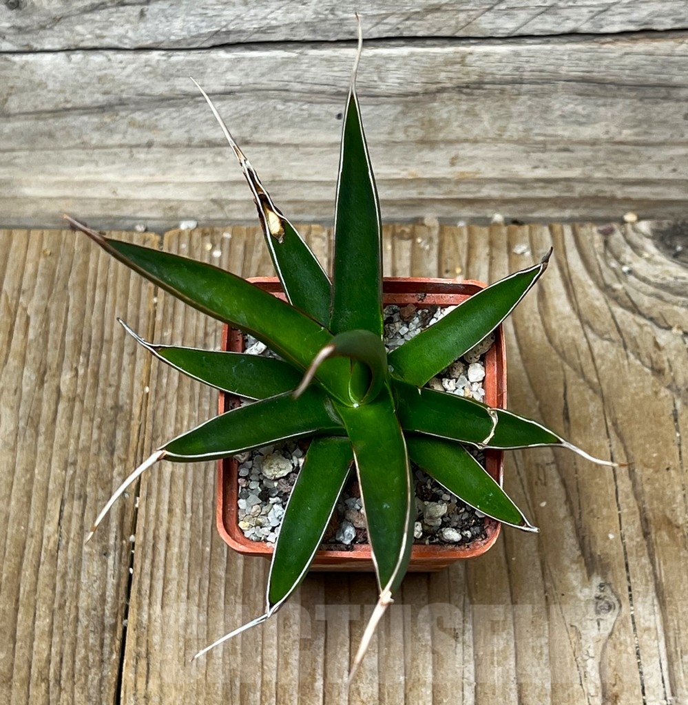 SHPR16088 Agave pelona - Image 2