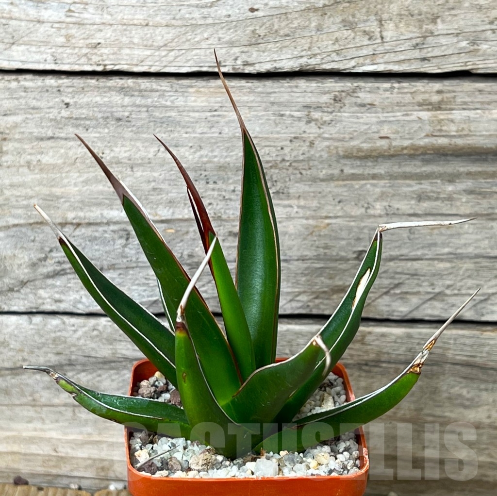 SHPR16089 Agave pelona