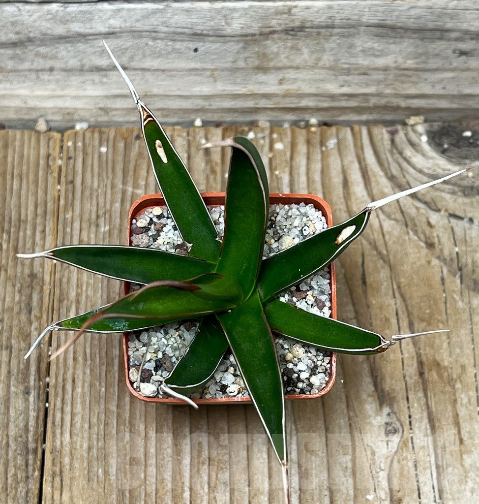 SHPR16089 Agave pelona - Image 2